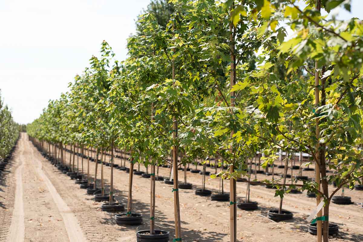 Garden Gate Nursery Wholesale Container Tree Nursery in Washington 🌲 🌳